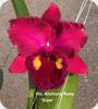 Rlc. Ahchung Ruby Siam